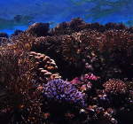 Op ontdekkingstocht in de onderwaterwereld van Australië