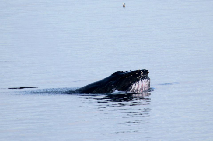 Walvis in nood gespot bij Petten