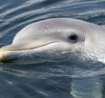 Kun je dolfijnen als personen zien? Kun je ze rechten geven...?