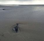 Dolfijn en jong stranden op Ameland