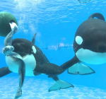 Seaworld stopt met het fokken van orca's