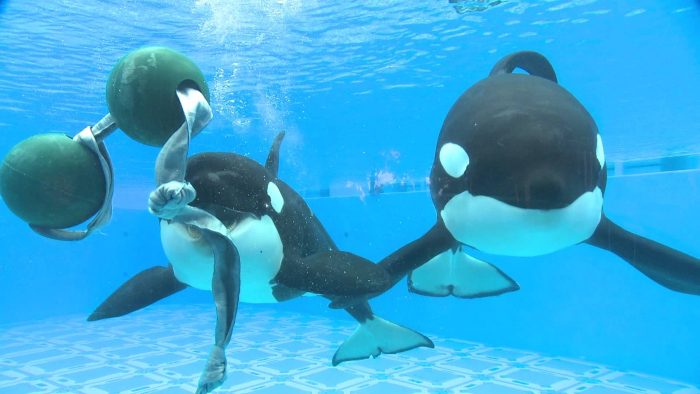 Seaworld stopt met het fokken van orca's