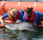SOS Dolfijn wil weg uit Dolfinarium Harderwijk