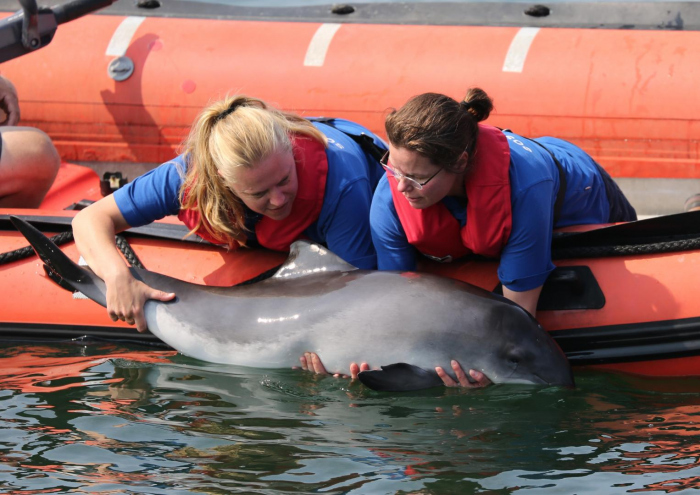 SOS Dolfijn wil weg uit Dolfinarium Harderwijk