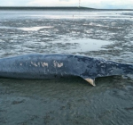 Vijf meter lange spitssnuitdolfijn aangespoeld in Zeeland