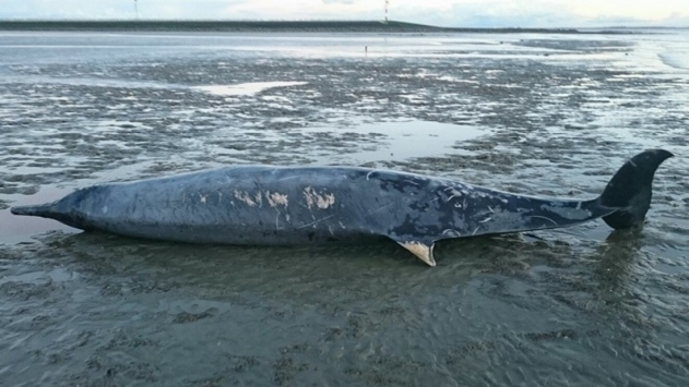 Vijf meter lange spitssnuitdolfijn aangespoeld in Zeeland