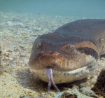 Duikers zwemmen met enorme anaconda