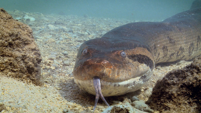 Duikers zwemmen met enorme anaconda