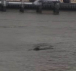 Aanhoudende berichten over groot zeedier in de Thames
