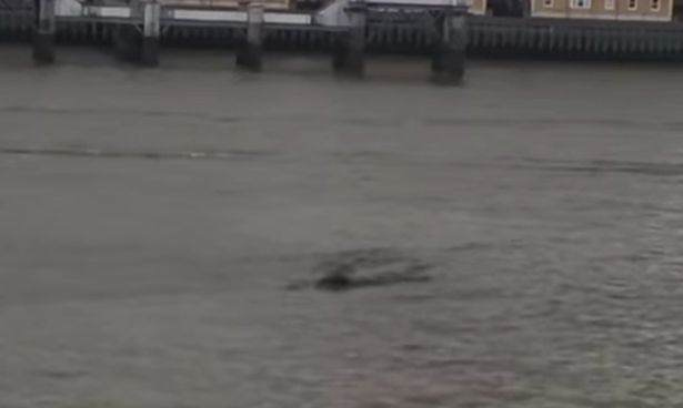 Aanhoudende berichten over groot zeedier in de Thames