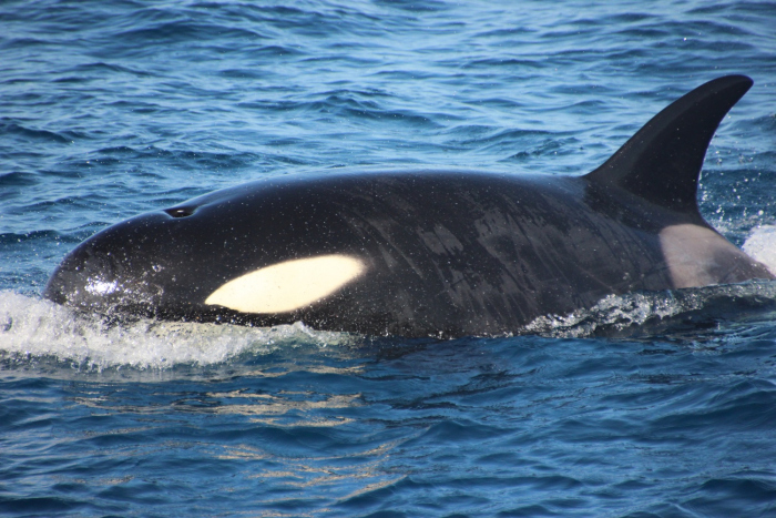 Orca's jagen op dolfijnen. Zeer bijzondere beelden..!