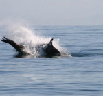 Bultruggen redden zeeleeuw van orca's