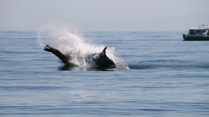 Bultruggen redden zeeleeuw van orca's