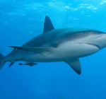 Start haaienonderzoek op Bonaire