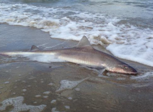 Dode haai aangespoeld op strand Schouwen-Duiveland