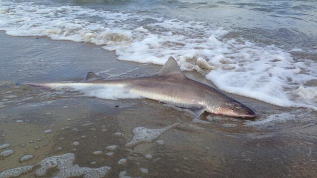 Dode haai aangespoeld op strand Schouwen-Duiveland
