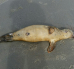 Opvallend veel dode zeehondenpups met gat in gehemelte