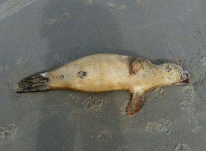 Opvallend veel dode zeehondenpups met gat in gehemelte
