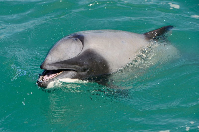 Dolfijn met beschadigd spuitgat ademt door mond