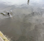 Dolfijn in de grachten van Den Helder