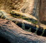 Gele anaconda gevangen in Duits meer