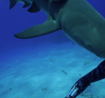 Haai ramt masker kapot. Geen leuke shark encounter