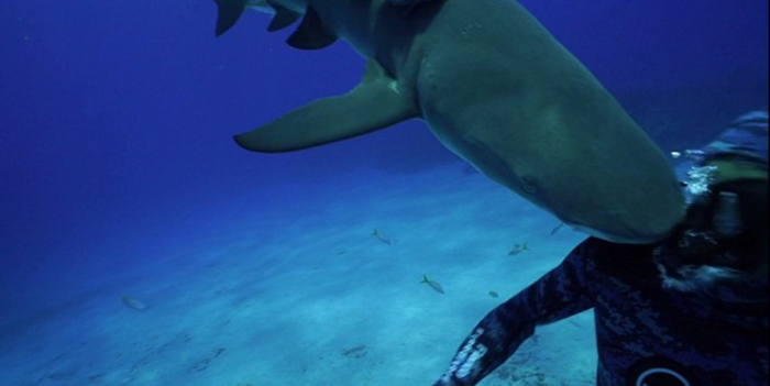 Haai ramt masker kapot. Geen leuke shark encounter