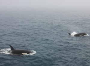 Honderden orca's in de Noordzee