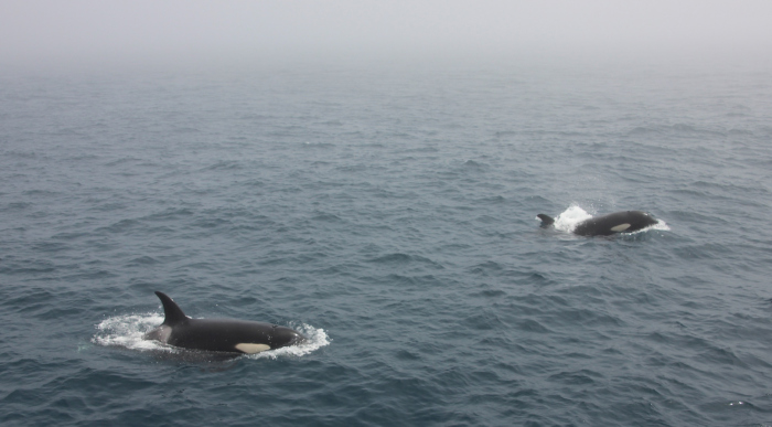 Honderden orca's in de Noordzee