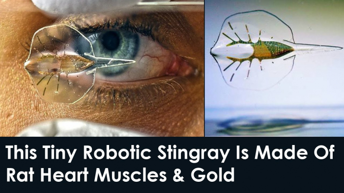 Robot stingray gemaakt van rattencellen en goud