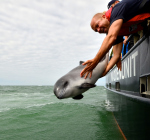 SOS Dolfijn breekt definitief met Dolfinarium Harderwijk