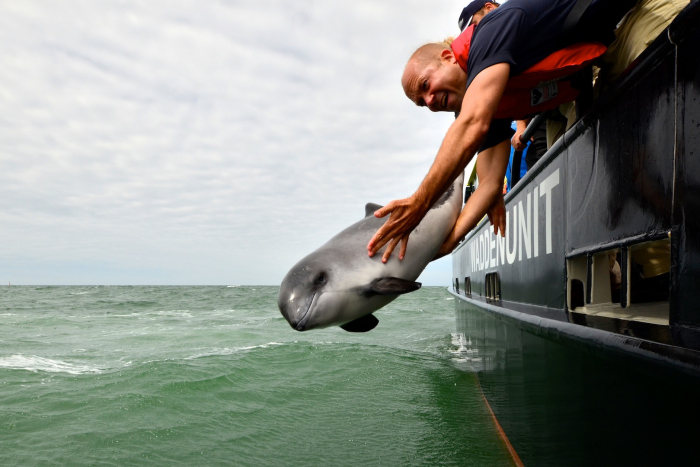 SOS Dolfijn breekt definitief met Dolfinarium Harderwijk