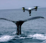 Walvis DNA verzamelen met drone