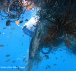 Californie betaalt duikers voor opruimen spooknetten