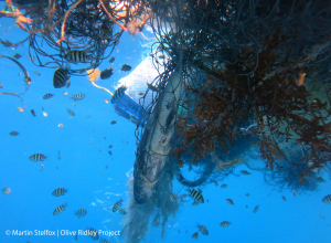 Californie betaalt duikers voor opruimen spooknetten