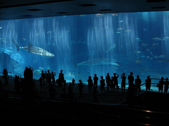 Haaienbassin Emmen wordt duikschool annex mega aquarium