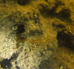 Gooimeer verkend als duikgebied na verbetering waterkwaliteit