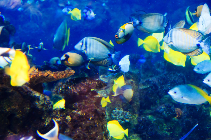 Spectaculair nieuws! Grootste koraalsysteem ter wereld ontdekt