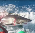 Schokkend..! Nieuwe beelden van haai die in duikerskooi dringt