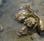 Wilde oester terug in Zeeuwse delta. Juichstemming bij onderzoekers
