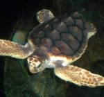 Twee schildpadden krijgen hun vrijheid terug bij Gnerja Bay, Malta