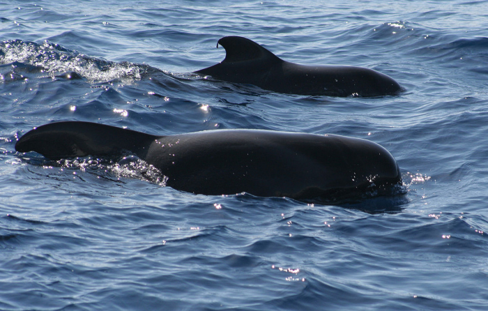 Ken je de website voor walvisstrandingen?
