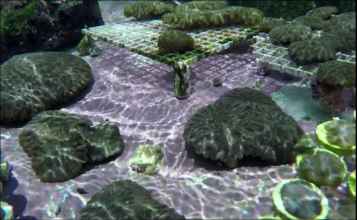 Mogelijk unieke doorbraak in wereldwijde redding koraalriffen