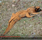 Oranje alligator gespot