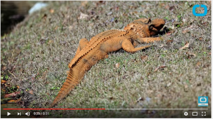 Oranje alligator gespot