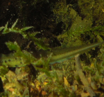 Salamander gespot in de Put van Ekeren