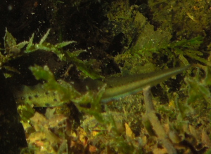 Salamander gespot in de Put van Ekeren