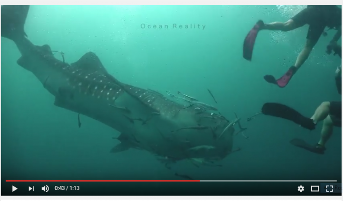 Walvishaai verbaast duikers compleet