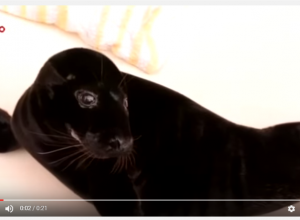 Zeldzame zwarte zeehond spoelt aan in Scharendijke