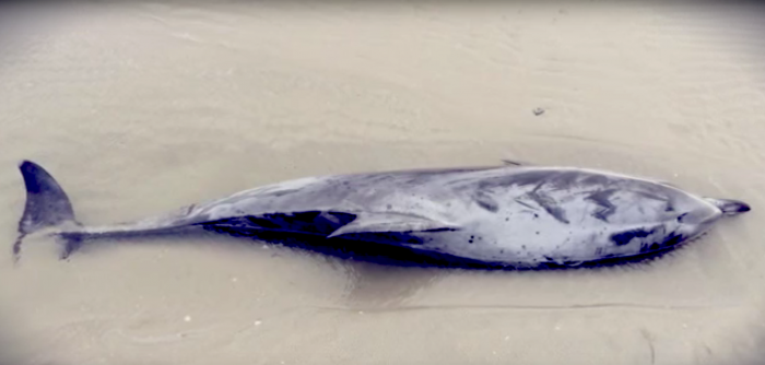 Gewone dolfijn op zandbank Westerschelde